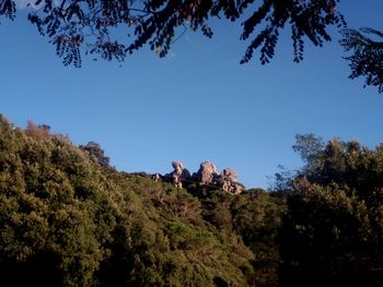 Low angle view of trees against sky