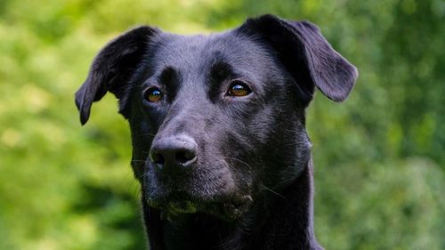 Close-up portrait of black dog