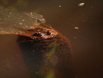 High angle view of turtle swimming in lake
