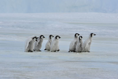 View of birds on beach during winter