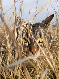 Close-up of cat on field