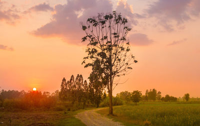 Scenic view of field against sky during sunset