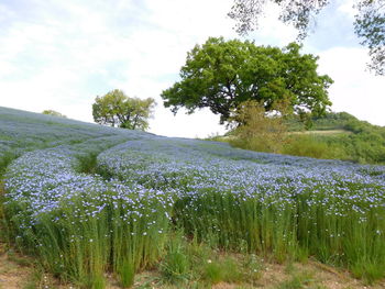 Scenic view of field against sky