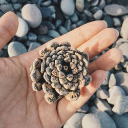 Close-up of person holding pine cone