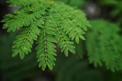 Green leaves 