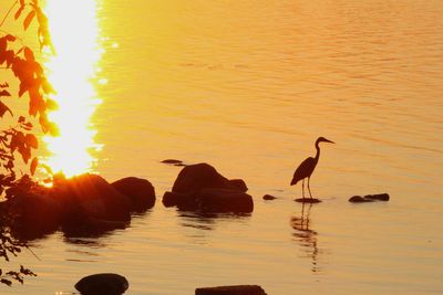 Ducks on lake during sunset