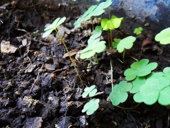 Close-up of plants growing on field