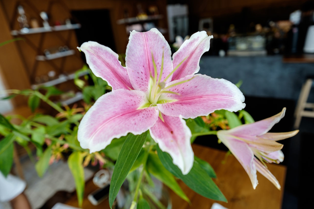 CLOSE-UP OF PINK FLOWERING PLANTS