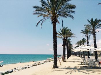 Palm trees on beach