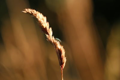 Close-up of insect on plant