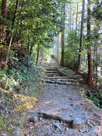 Road passing through forest