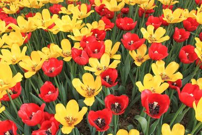 Full frame shot of colorful flowers