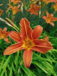 Close-up of orange day lily