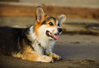 View of pembroke welsh corgi sitting on sand