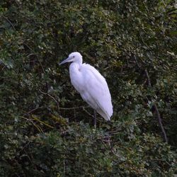 Close-up of bird perching on grass