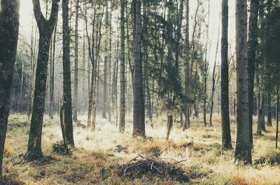 Trees in forest