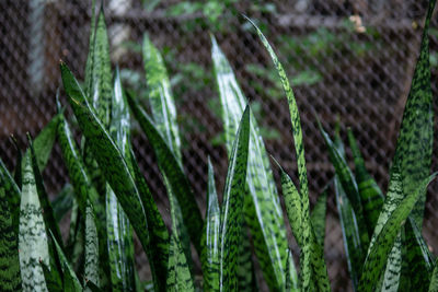 Close-up of plants growing on field