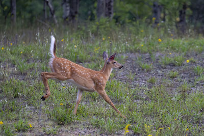 Side view of deer on field