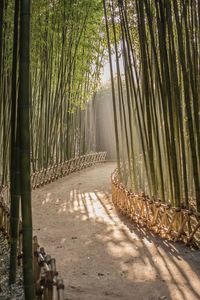 Bamboo trees in forest