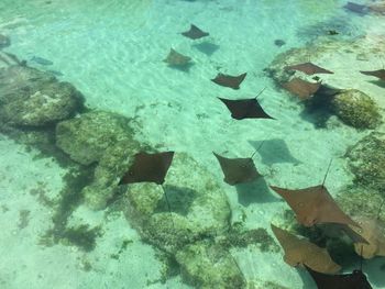 High angle view of stingrays swimming in sea