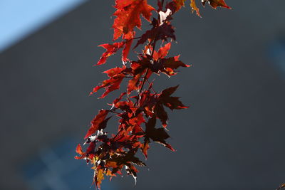 Low angle view of maple tree