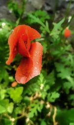 Close-up of red rose blooming in park