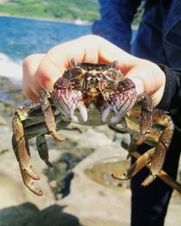 Cropped hand of person holding crab at lake