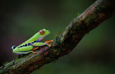 Close-up of frog on tree trunk