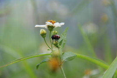 Close-up of honey bee on plant