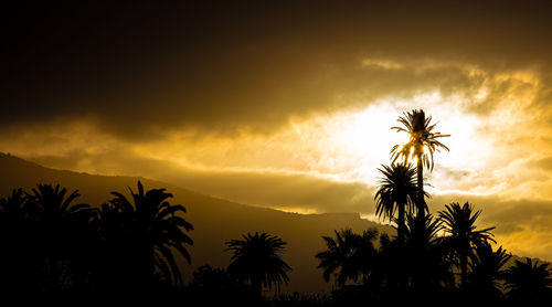 palm tree