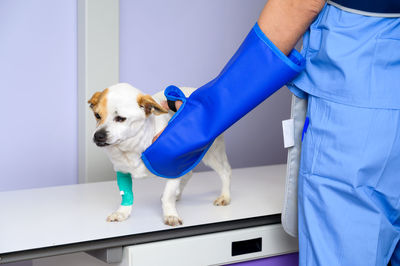 Dog standing at home