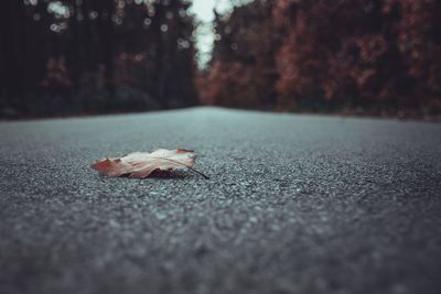 Surface level of dry leaf on road