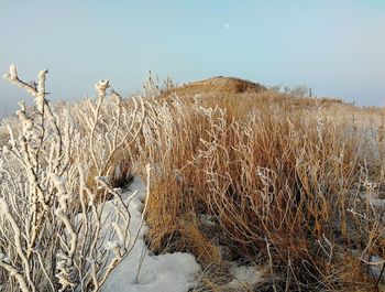 Close-up of dry grass on field against clear sky