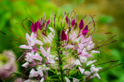 Close-up of insect on pink flower