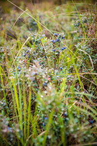 Close-up of flowering plants on field