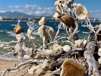 Close-up of shells on beach