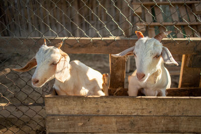 View of sheep in pen