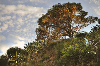 Low angle view of tree against sky