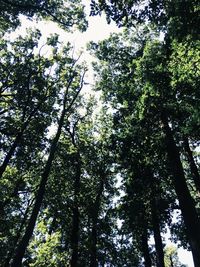 Low angle view of trees against sky