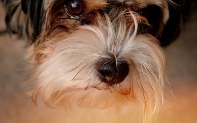 Close-up portrait of a dog