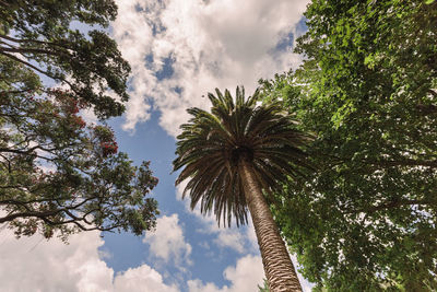 Low angle view of palm trees against sky