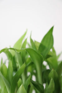 Close-up of plants against clear sky