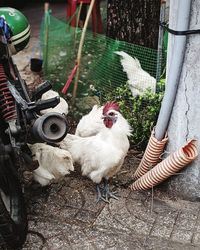 High angle view of chicken on floor next to moped