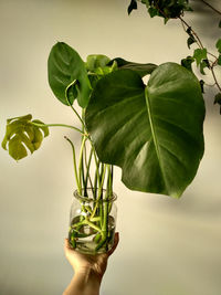 Close-up of woman holding plant against wall at home