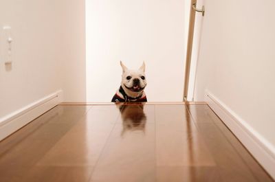 Portrait of french bulldog at home