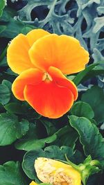 Close-up of yellow flower blooming outdoors