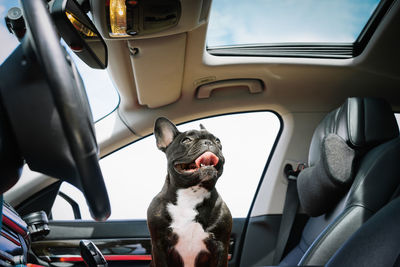 Dog sitting in car