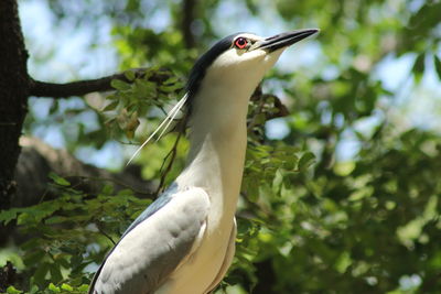 Low angle view of night heron on trees