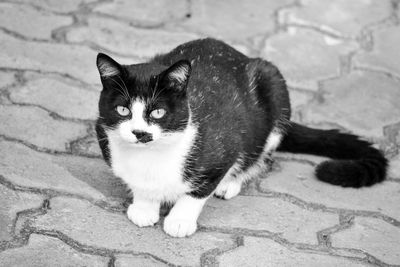 Portrait of cat on footpath