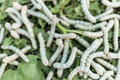 Full frame shot of silkworms